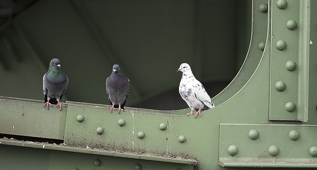 4711 KA7_0967 als Smartobjekt-1 Kopie.jpg - Bergische Tauben